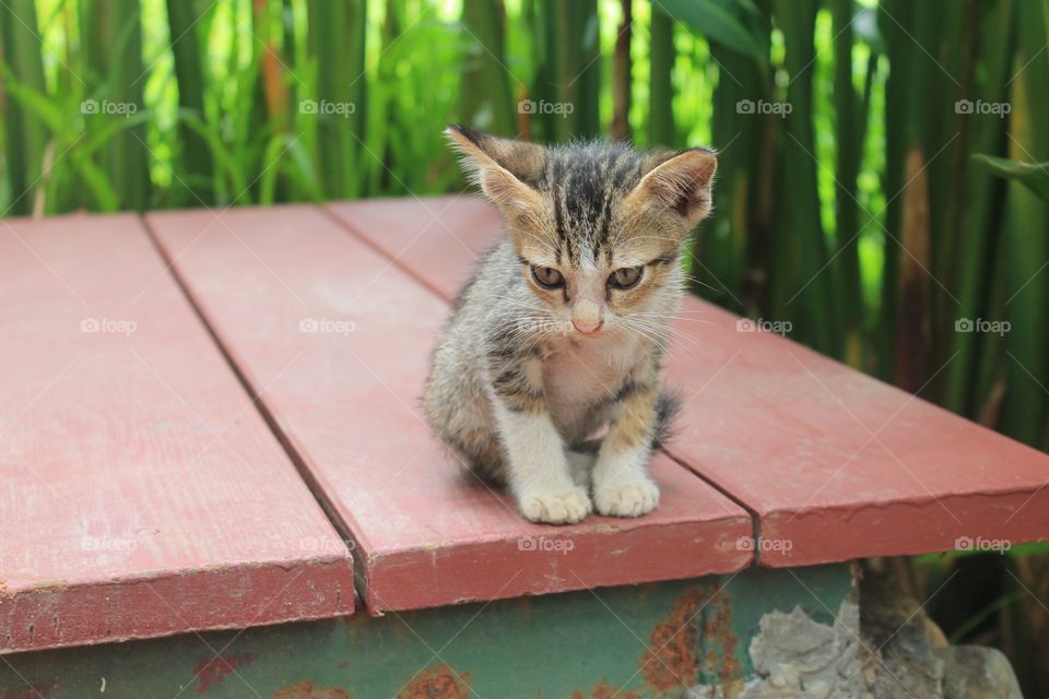 Kitten in the jungle, Chiang Mai, Thailand 