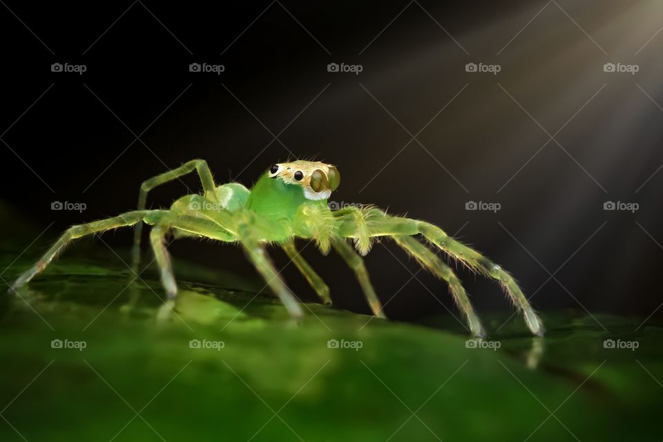 green jumping tiny spider under the light