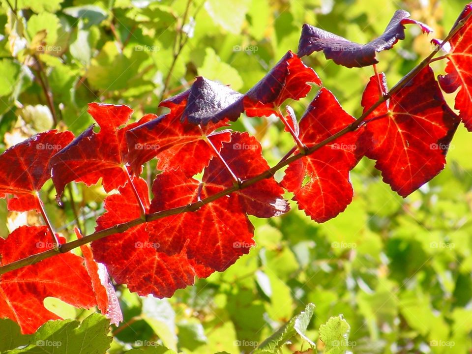 Grapevine fall colours