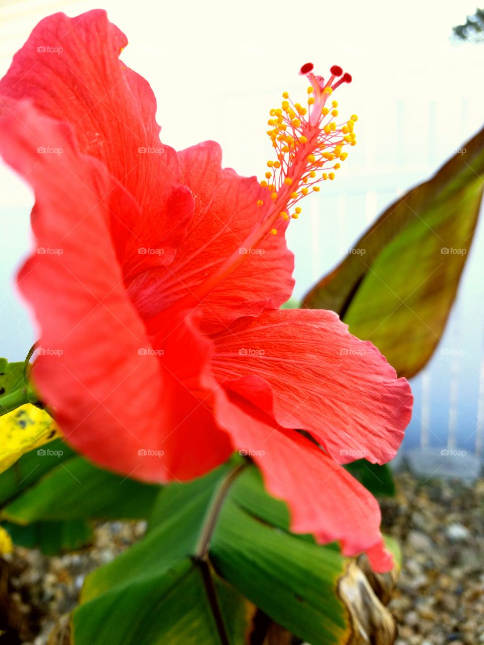 hibiscus flower, tropical flower,colorful