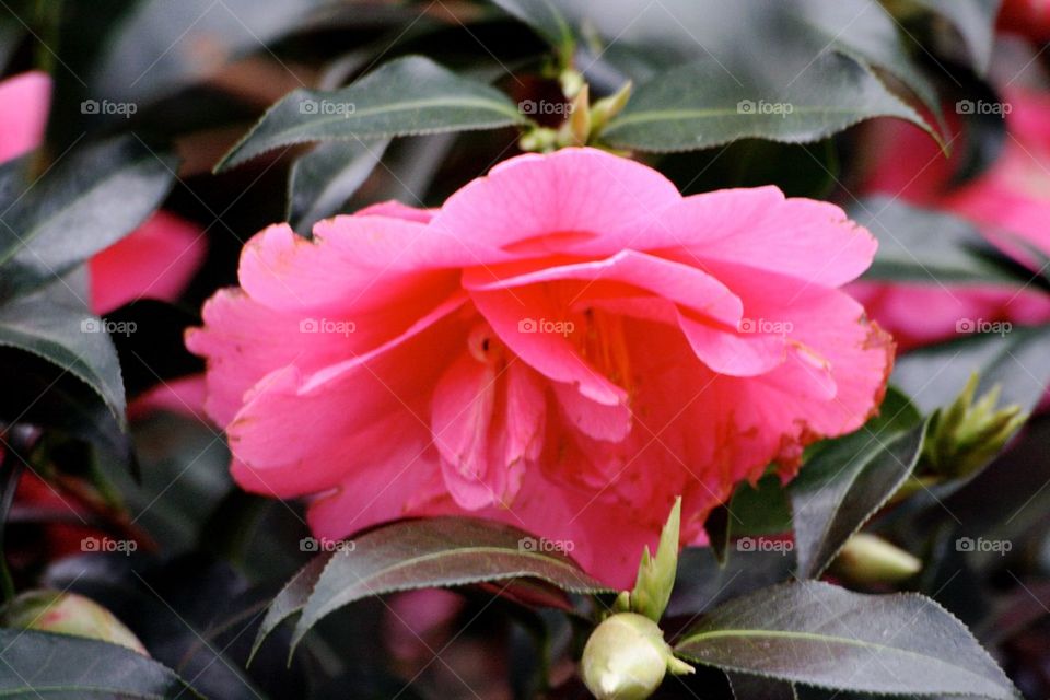 Big pink camellia 