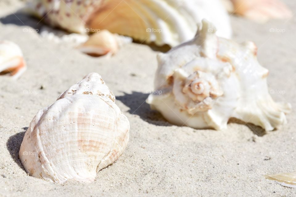 Sea shells