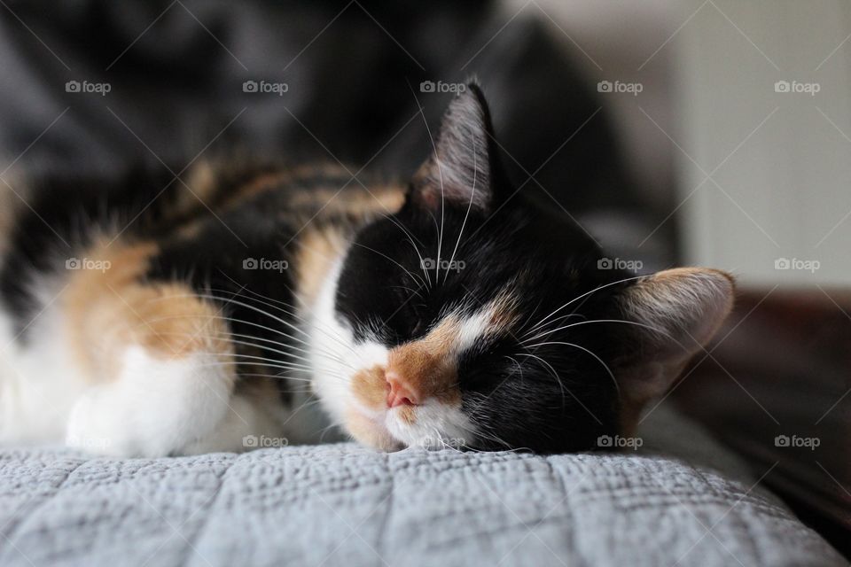 Another lazy weekend spent resting on the bed. 