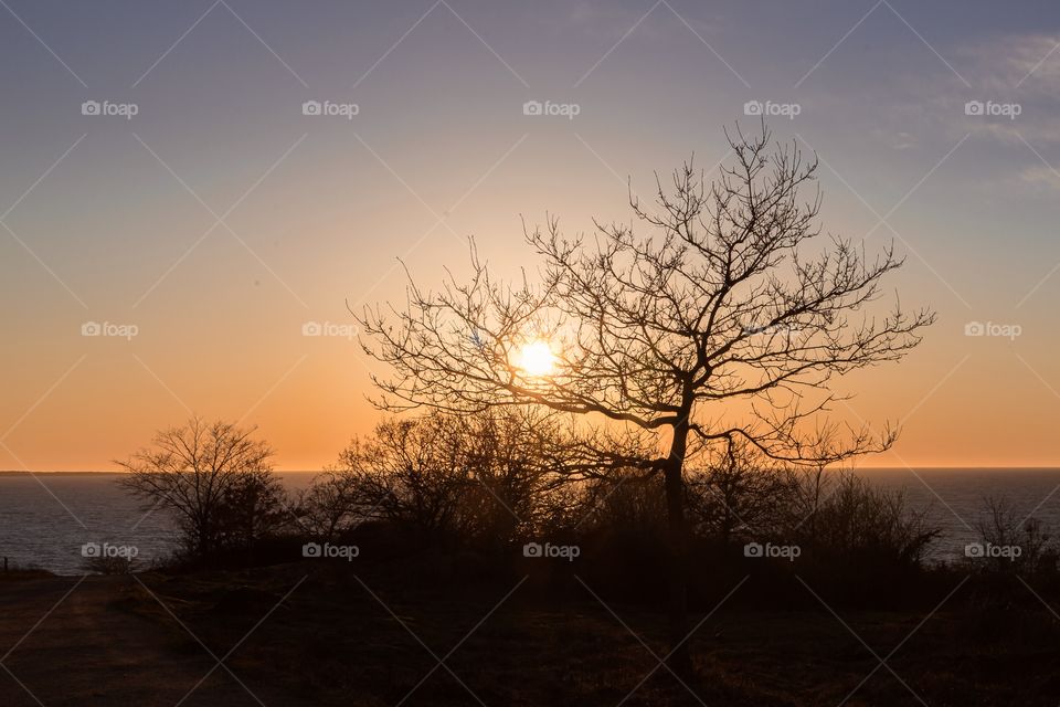 The sun sets behind the trees , colorful sunset by the ocean 