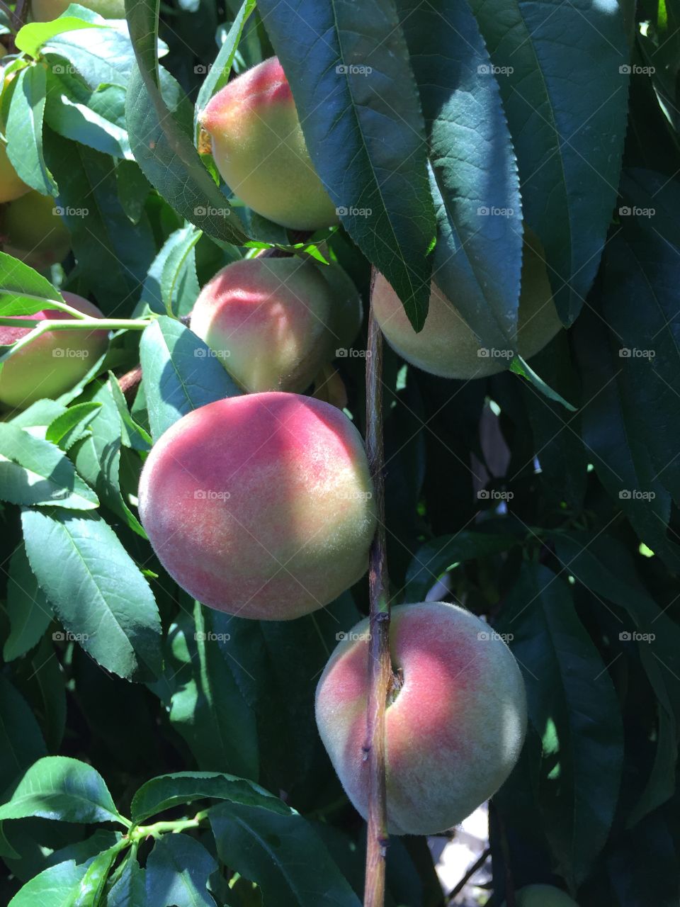 Summer fruit, peach tree