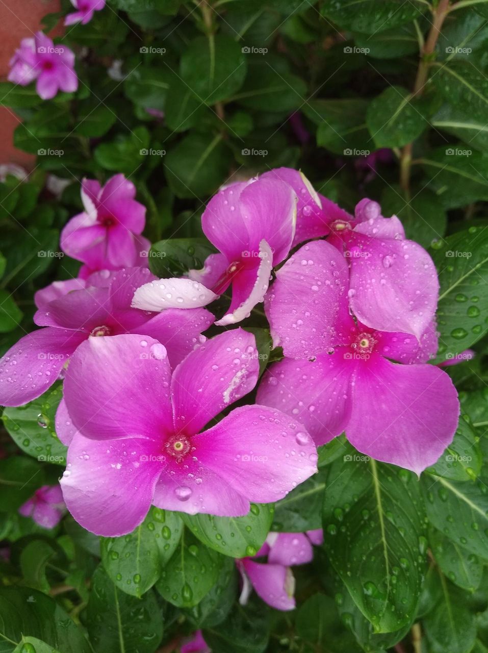 periwinkle pink flower seasonal fresh shurb small size looks very beautiful generally found everywhere