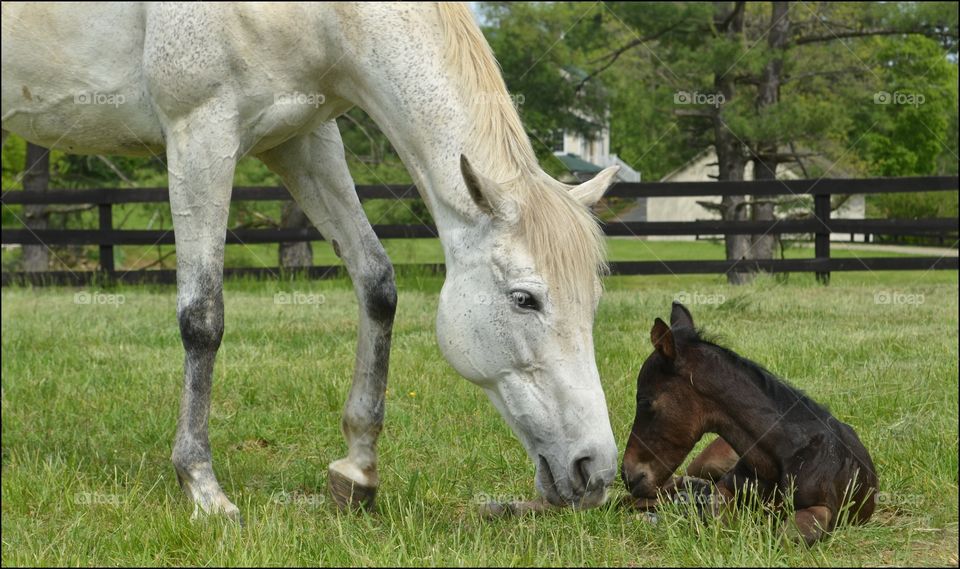 One month old foal, Sonata, with her mother, Music, on a sunny day. Leesburg, VA.