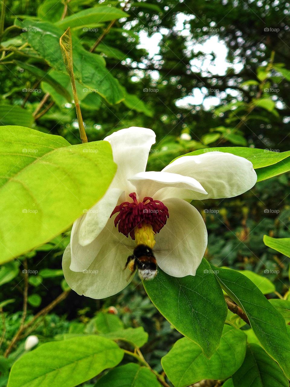 Magnolia oyama and bee