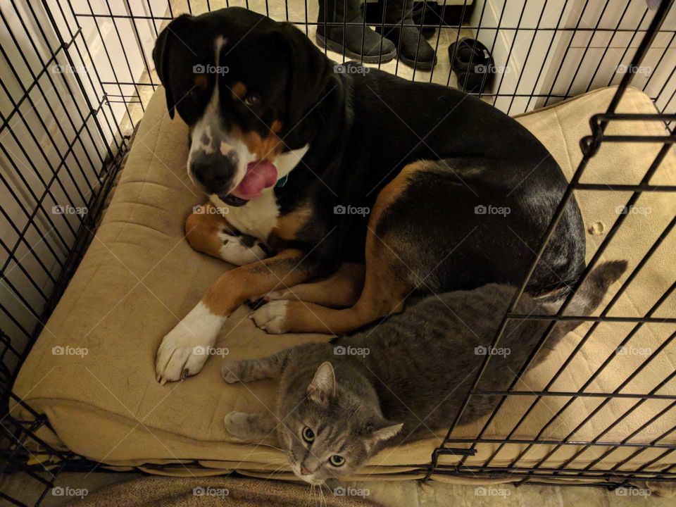 Cat Sharing Dog Crate With The Dog