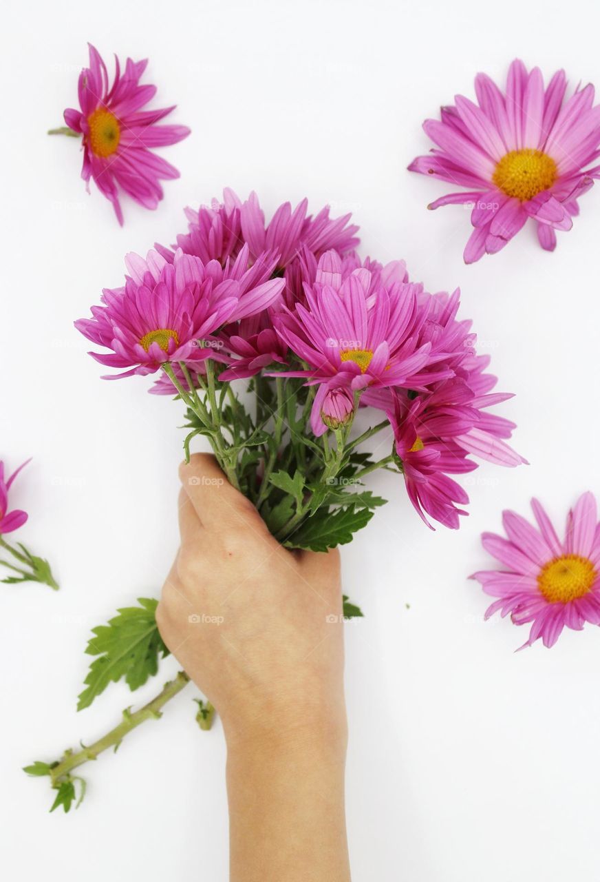 pink daisies