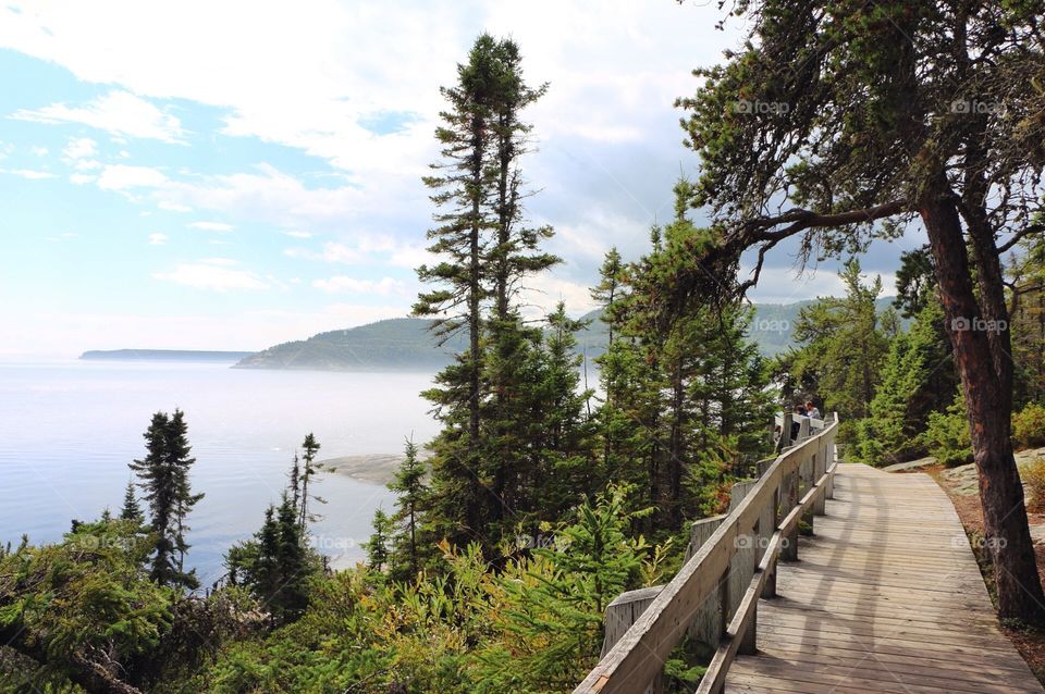 No Person, Tree, Wood, Nature, Landscape