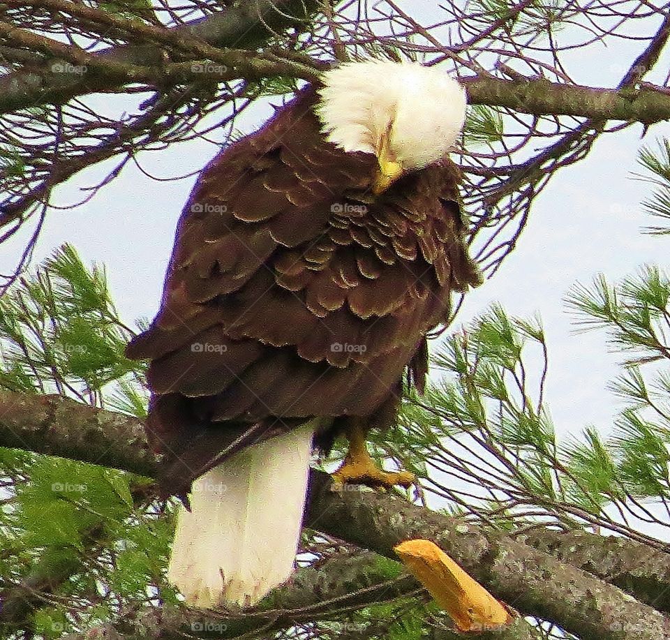 Bald Eagle preening up in Branches