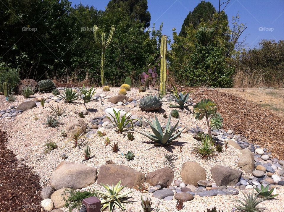 Cactus succulent garden