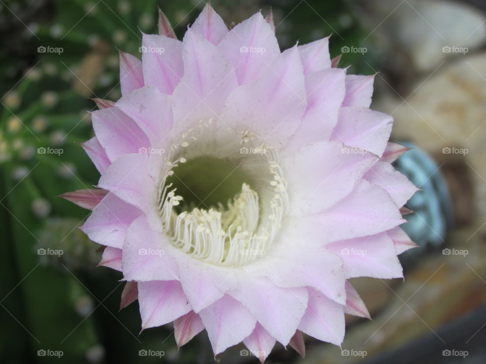 cactus flower