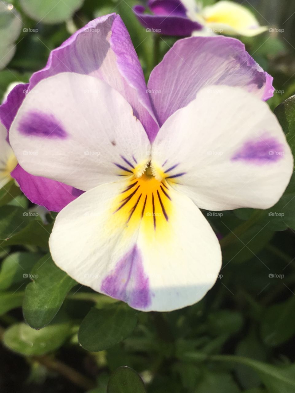 Flowers from my garden