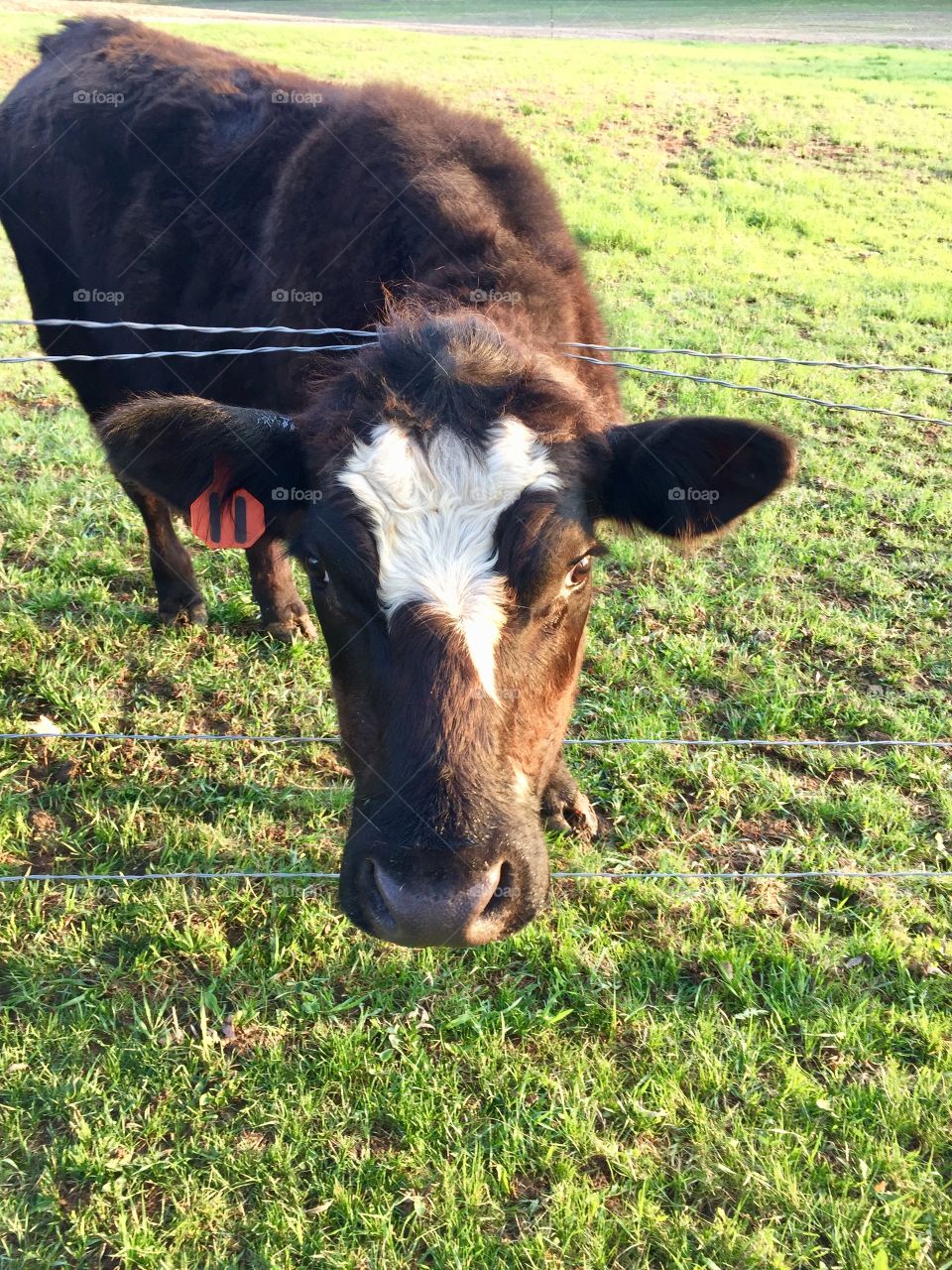 Fun Animals in our daily lives - A brown steer with a white blaze pokes his head through a wire fence next to a grassy pasture 