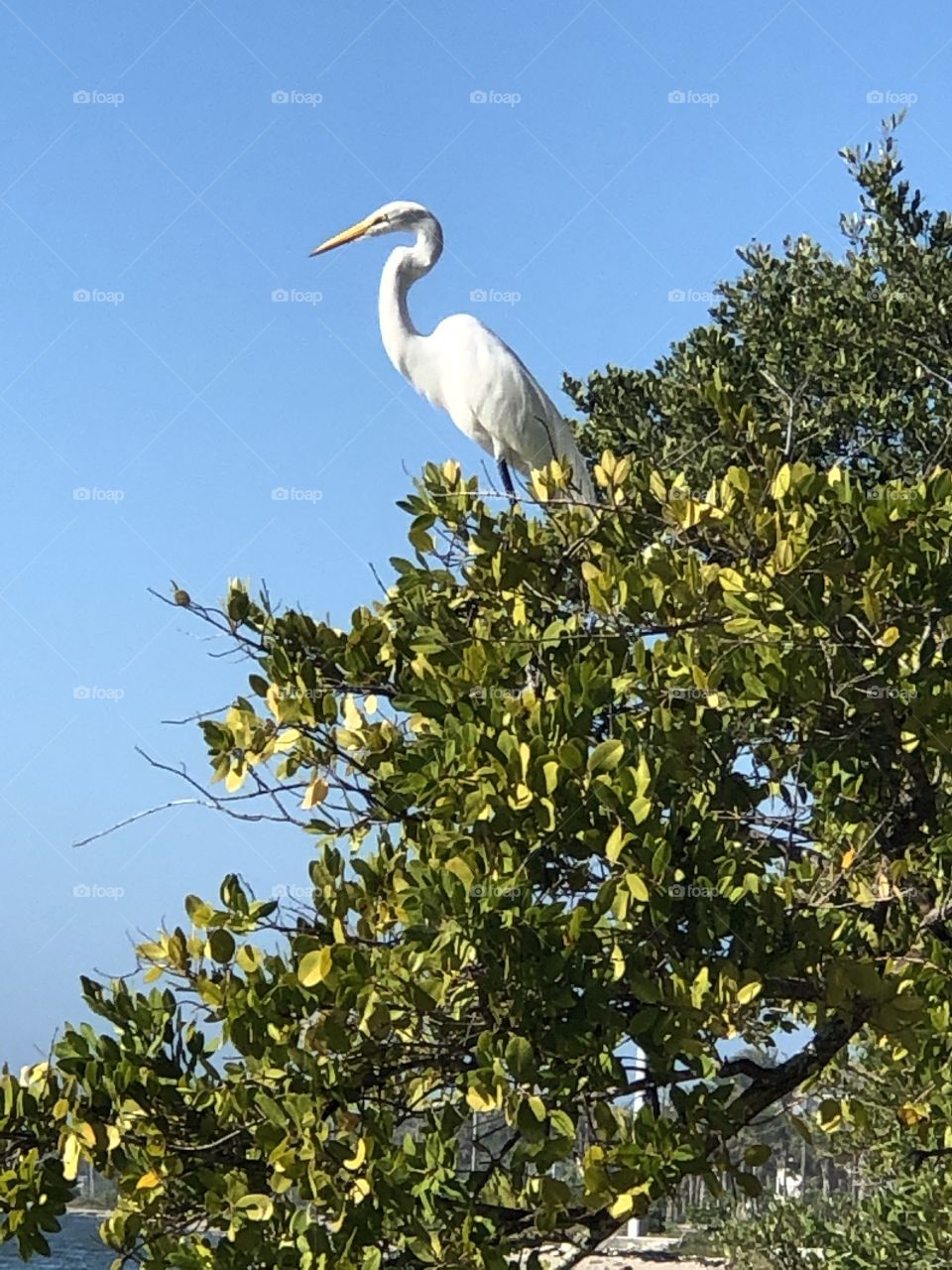 Perched egret