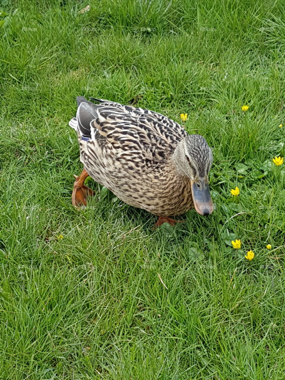 duck
nature
grass