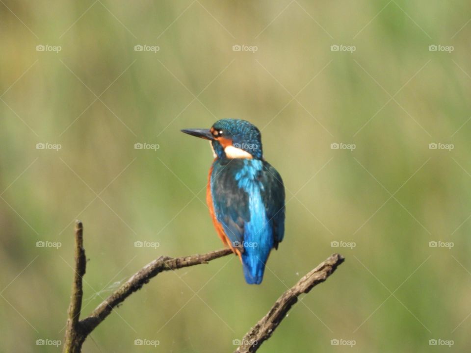 A kingfisher perched on a branch