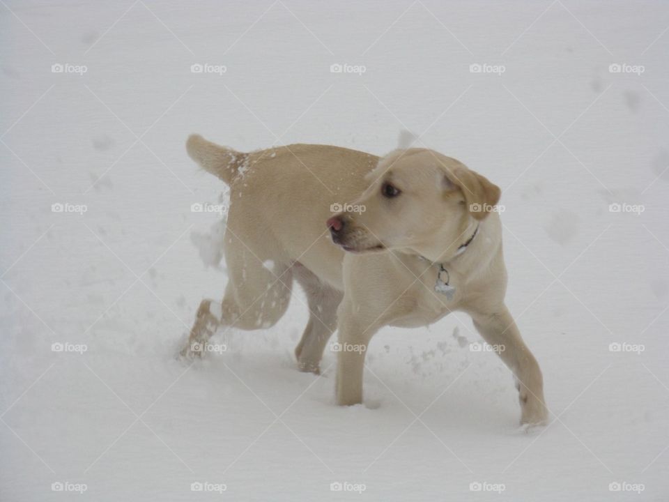 Snow dog