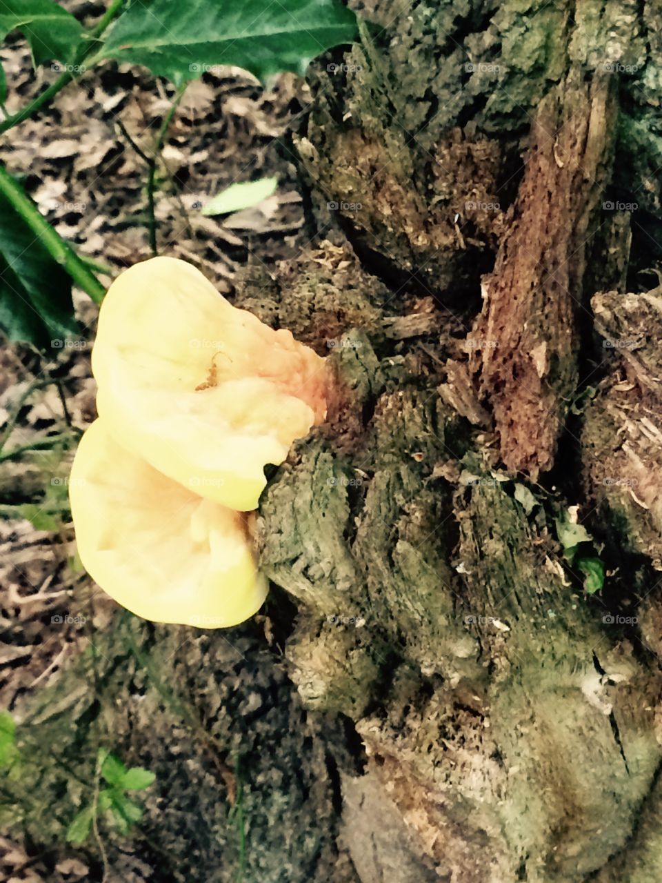 Tree fungi . Yellow fungi growing on tree. 