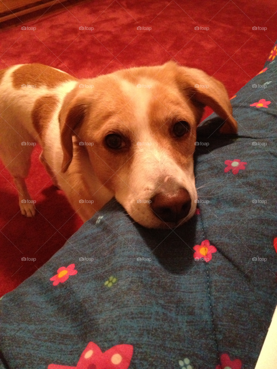 dog animal pet beagle by whatnaomiloves