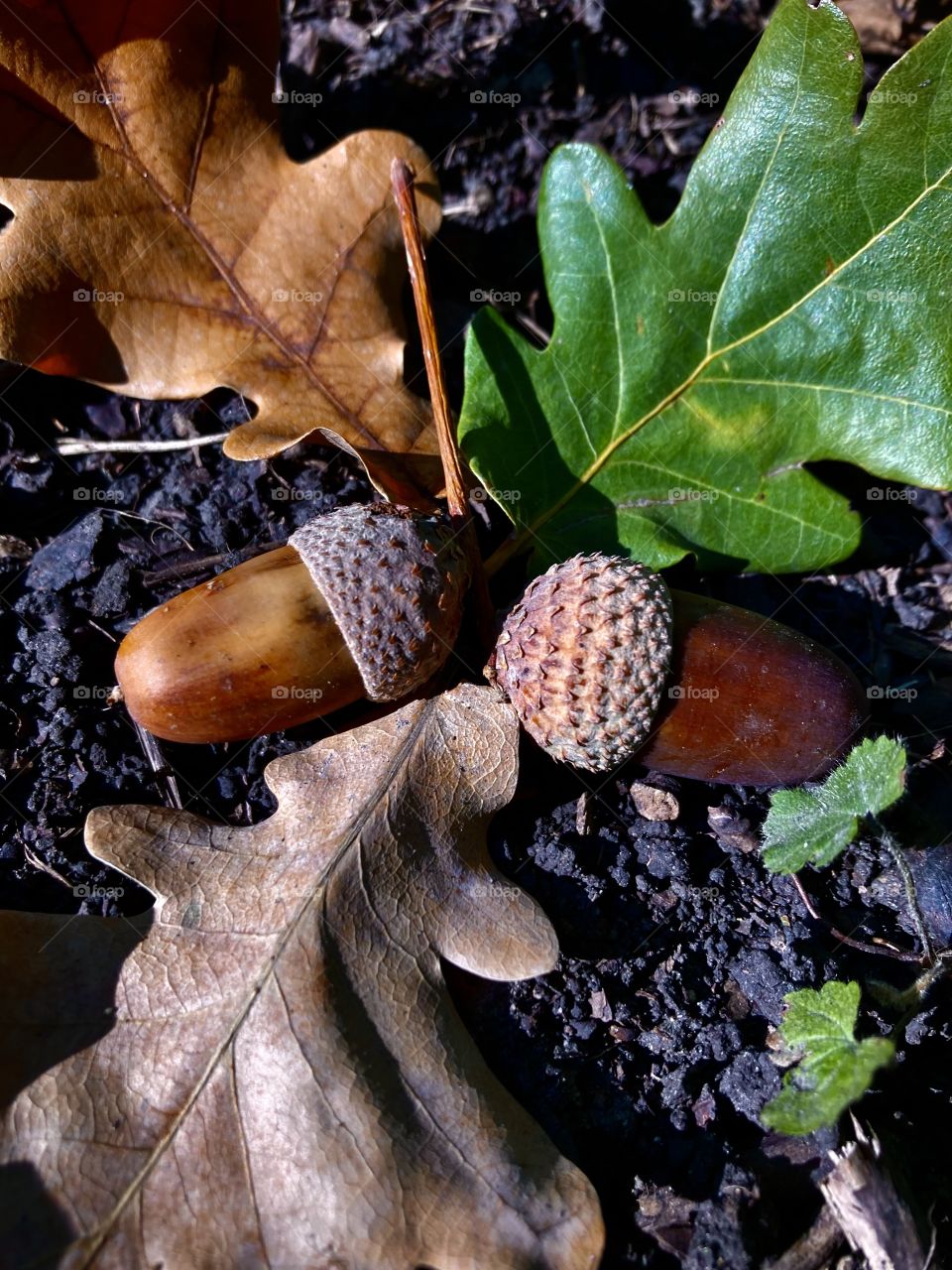 autumn acorns on the ground