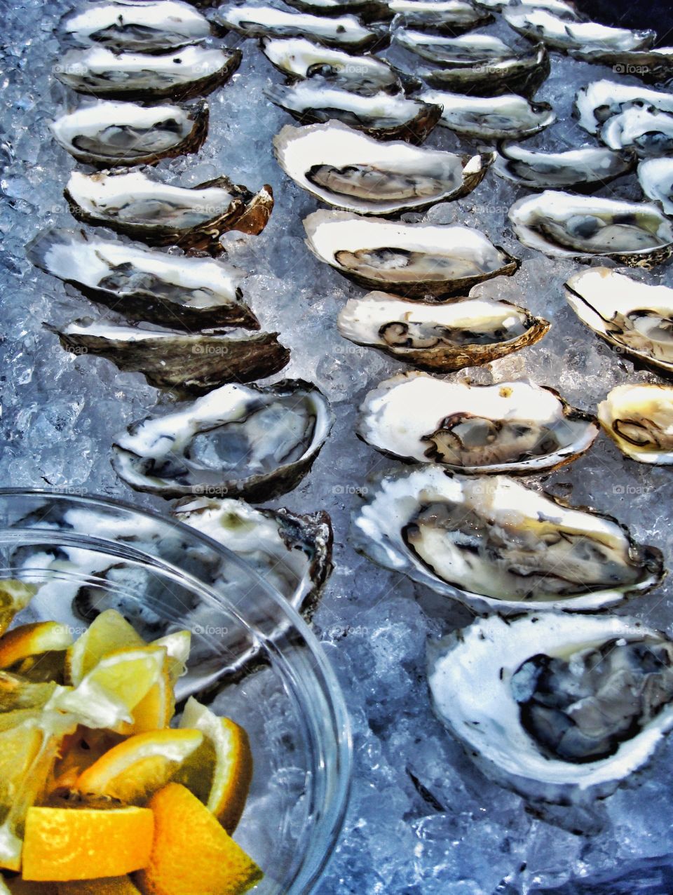 Oysters on ice. Raw oysters on ice
