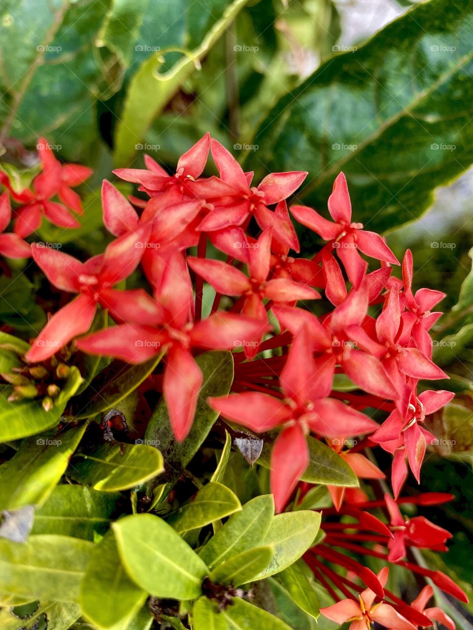 Portrait of the caraibeen flower 