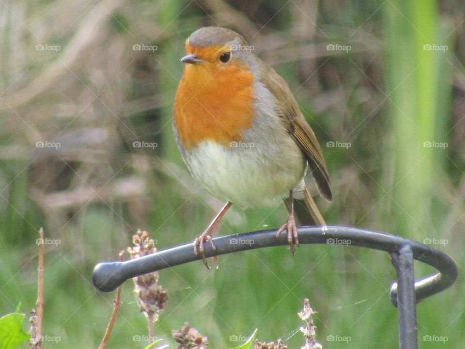 robin