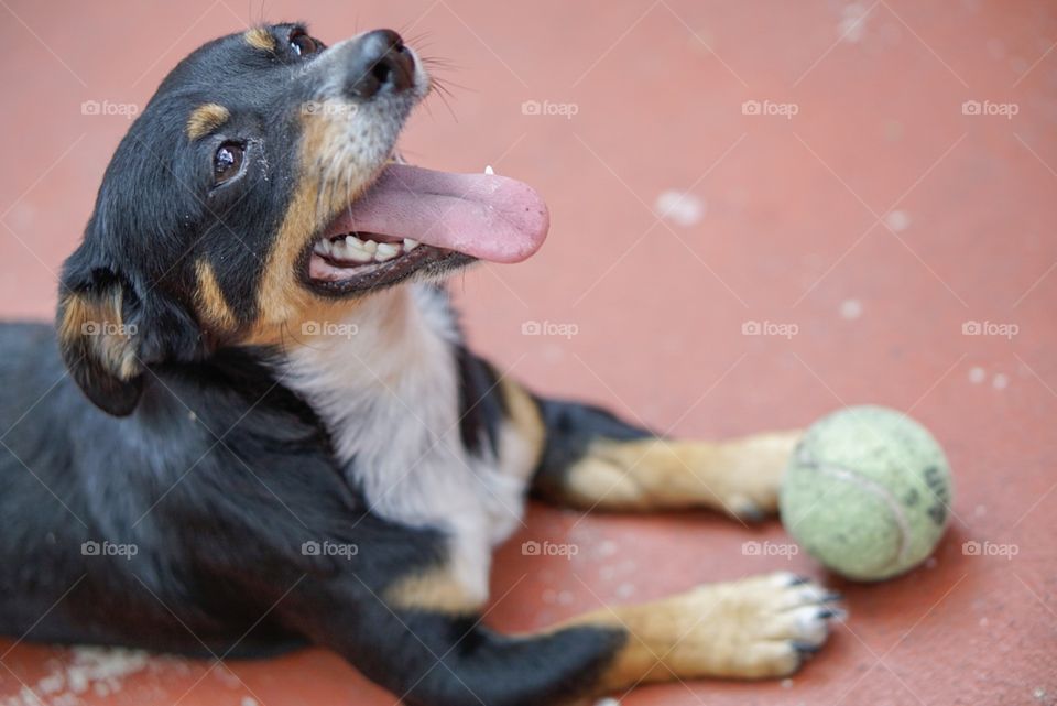 Playful puppy