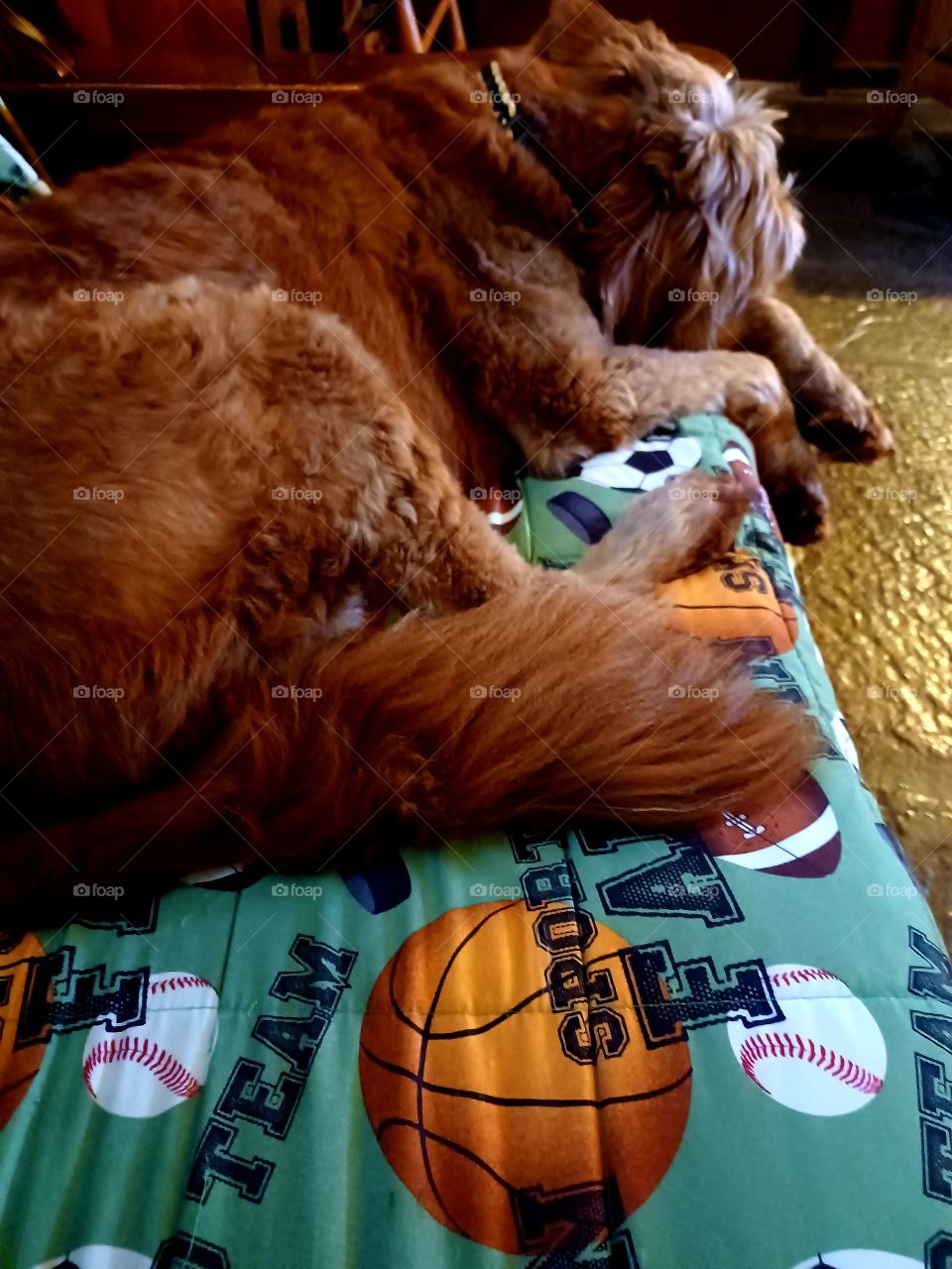 Sleeping Goldendoodle