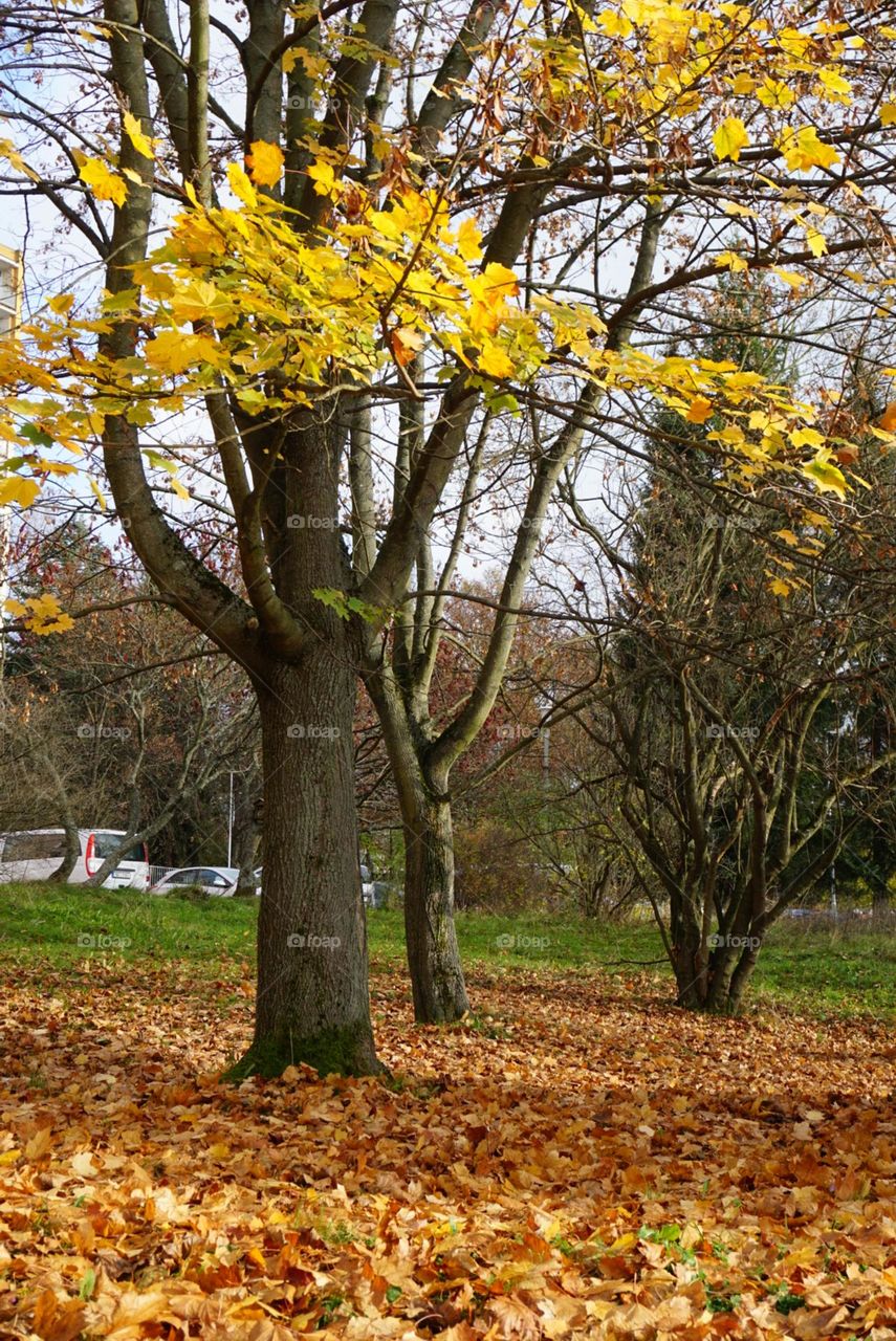 Autumn#colors#leaves