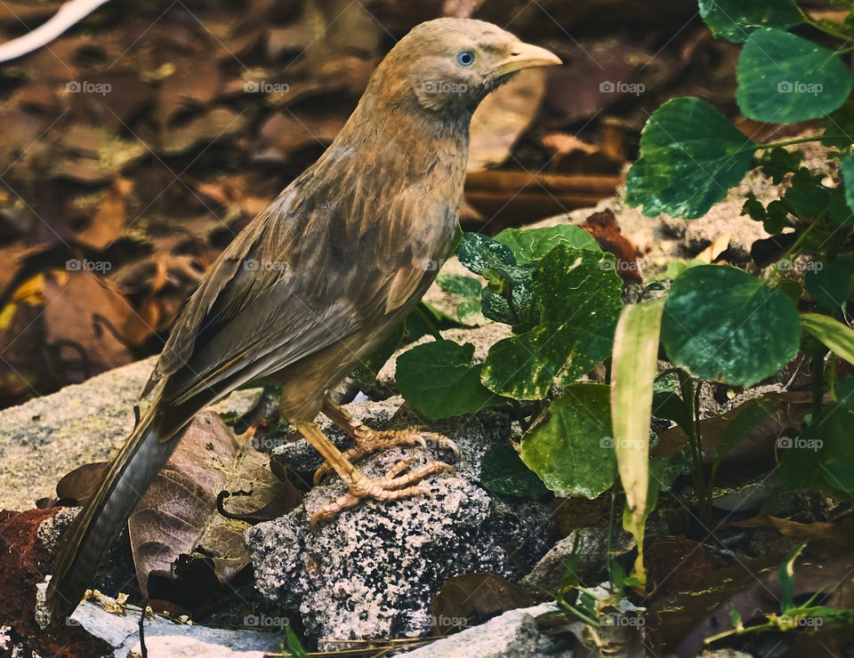 Bird photography - Yellow billed babbler - Closeup