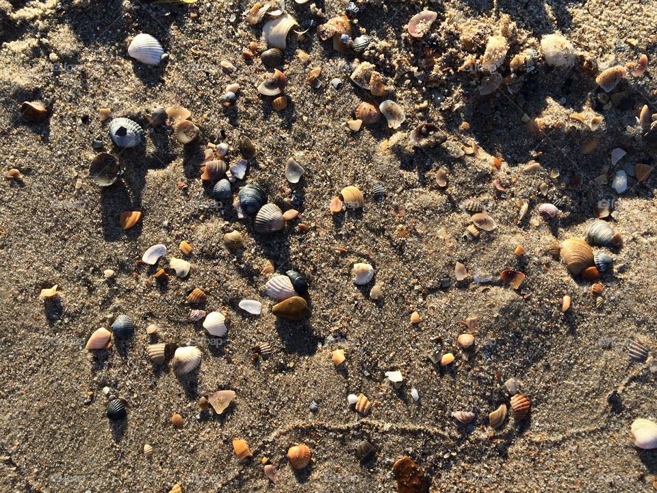 Shells and stones on a beach