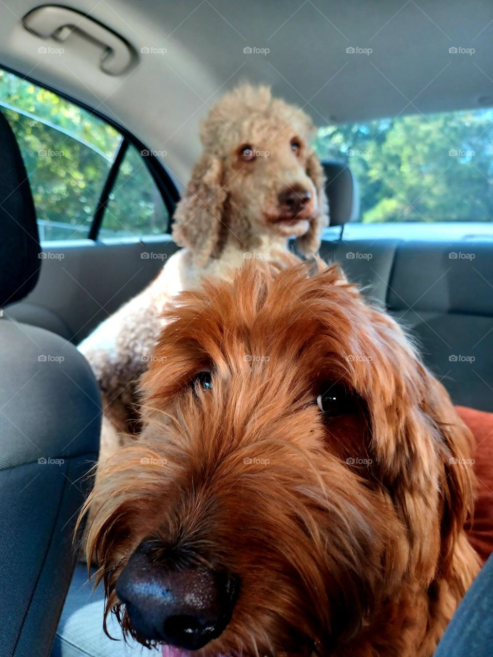 waiting on a puppuccino 🐕🐩