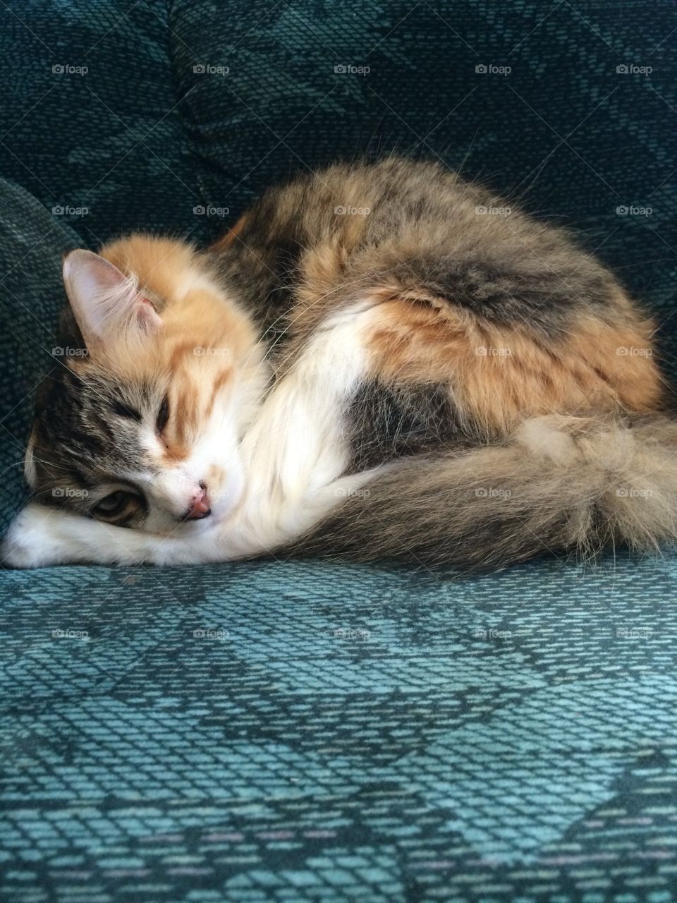 Sleep with one eye open cat 