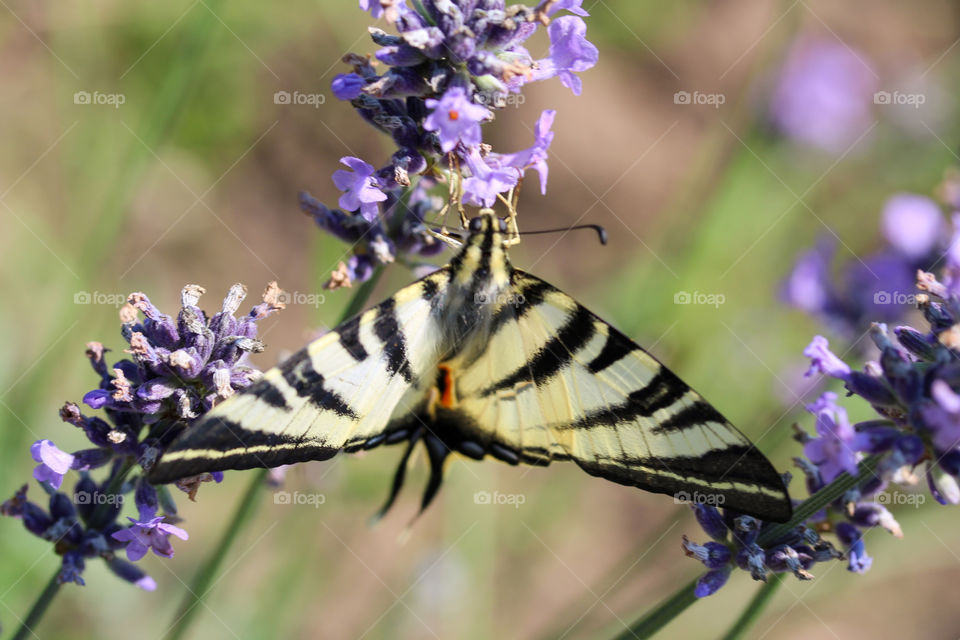 swallowtail butterfly at the lavander flower