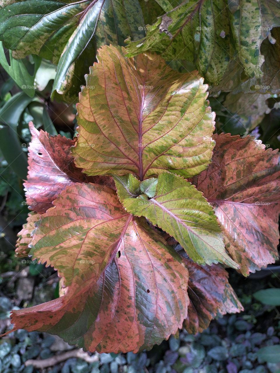 picture of leaves with patterns like soldiers