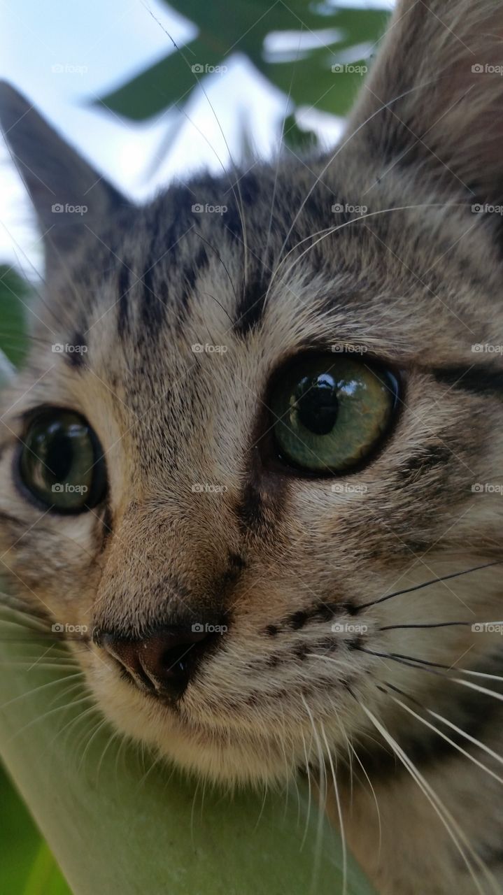 baby Cat Egyptian Mau