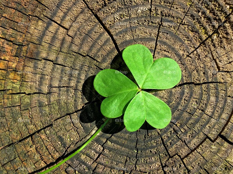 Shamrock