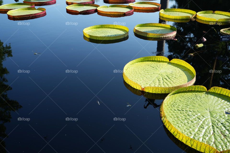 Plants in the pond 