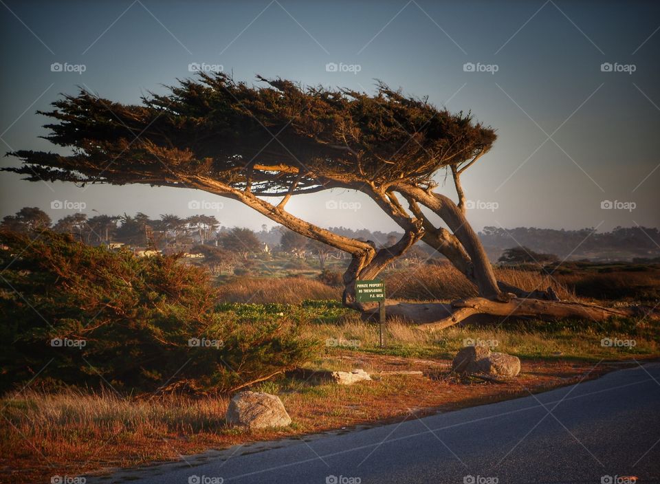 The wind swept coast line of Northern California - great photo opportunity as well as travel