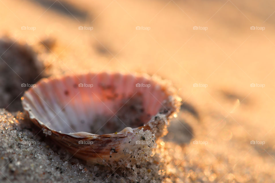 I am on the beach a lot and at almost any time of the day. the sea is my home. minimal and expressive photos are my strength. i love the detail