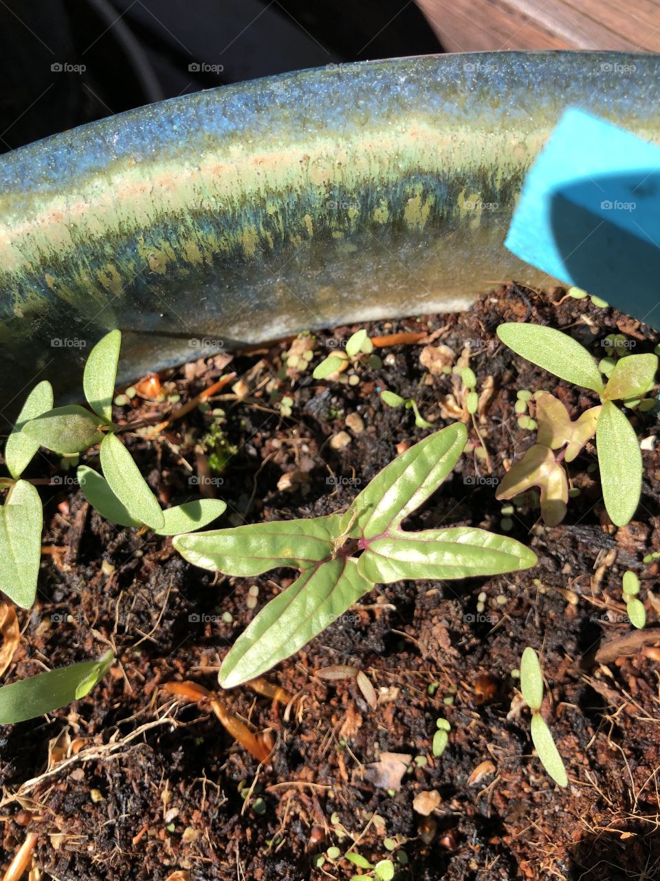 Sprouting seedling 