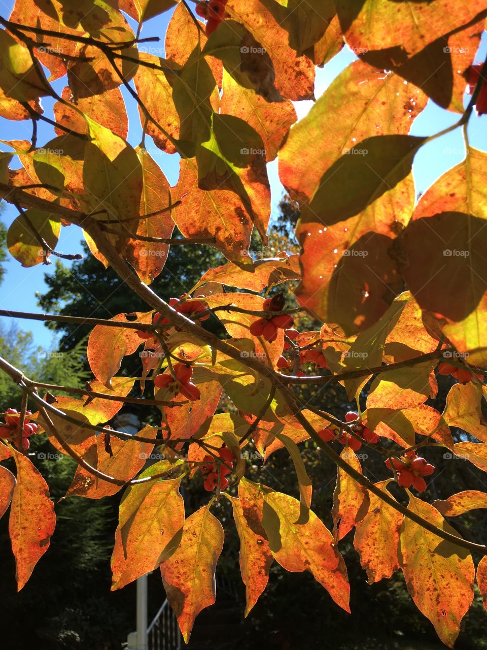 Dogwood leaves and berries