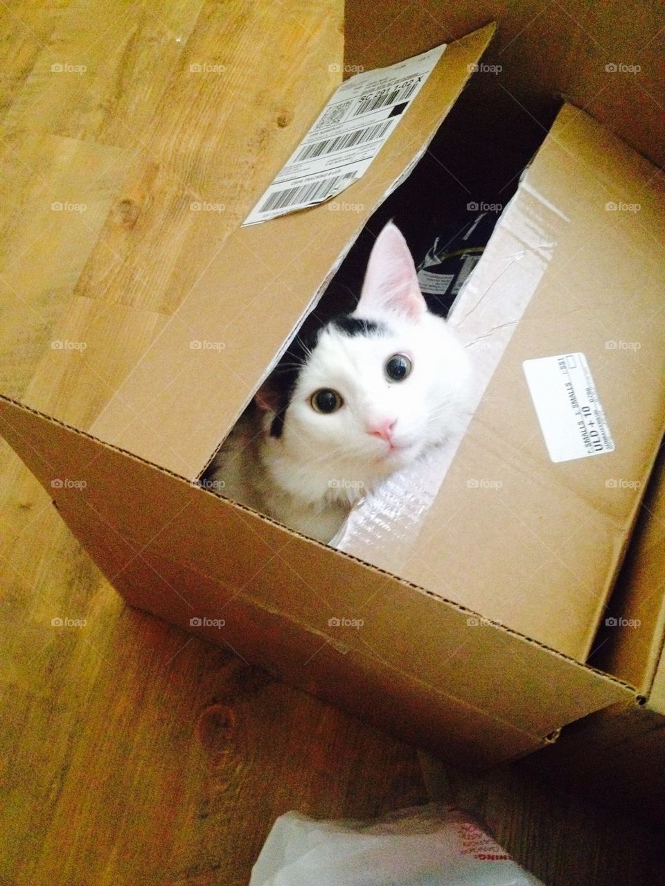 Box cat