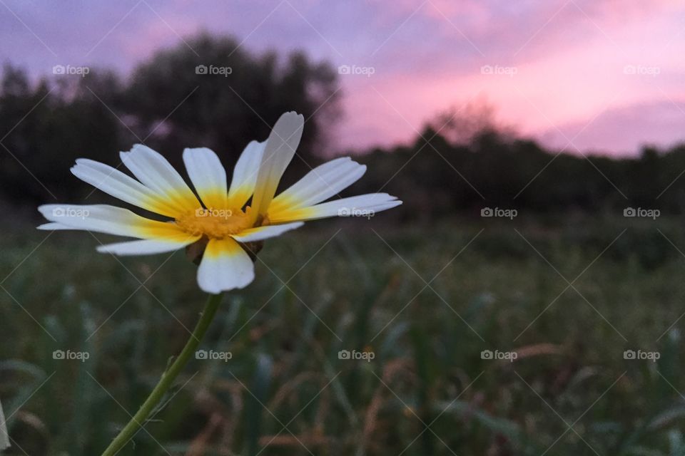 Flower in a field 