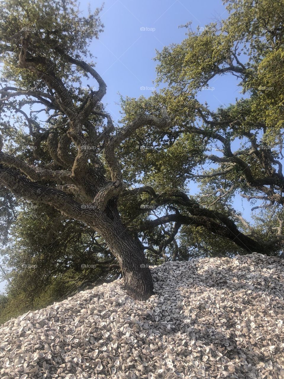 Closeup of the oyster shells engulfing these trees outside a restaurant in Rockport!