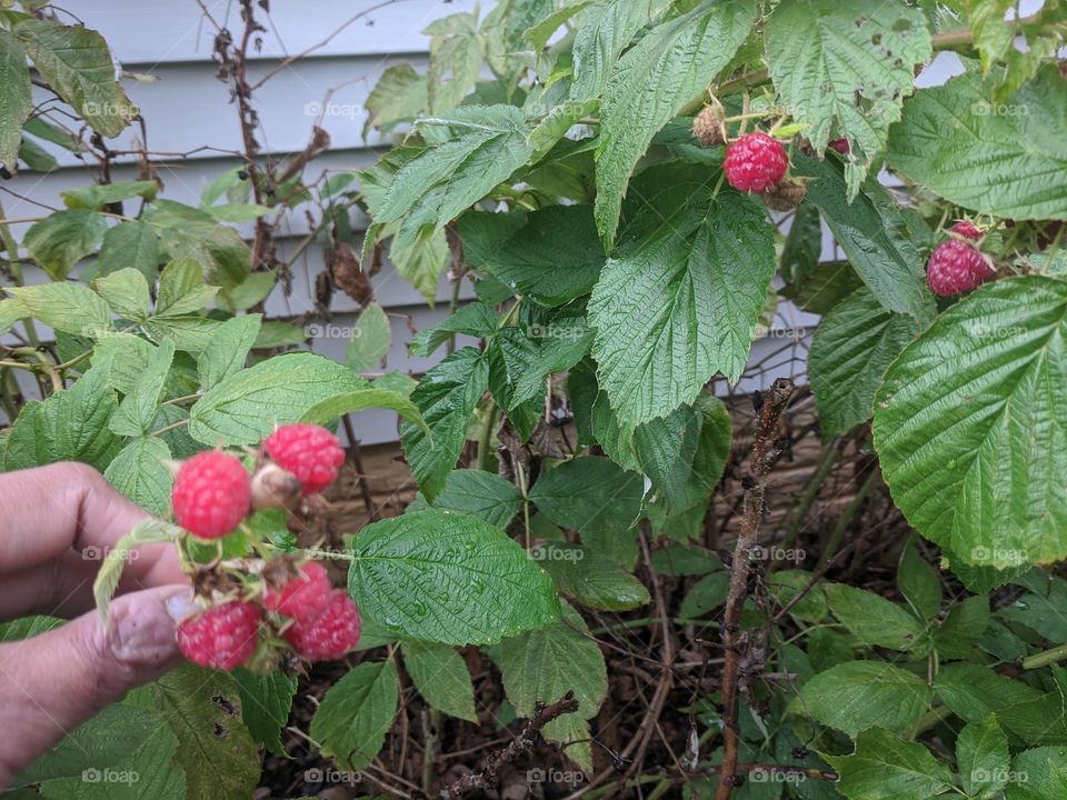 Wow...It's so yummy 😋😋 Raspberries 💗 It's a very yummy fruit that is very good for our health !